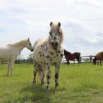 redwings horses sanctuary