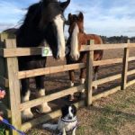 redwings horses sanctuary