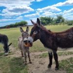 redwings horses sanctuary