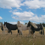 redwings horses sanctuary