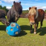 redwings horses sanctuary
