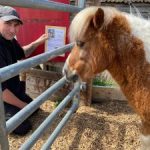 redwings horses sanctuary