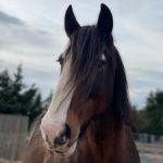 redwings horses sanctuary