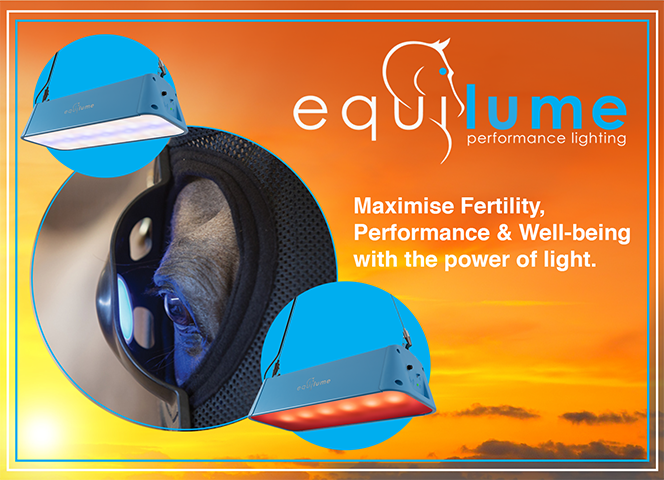 equilume horse equine therapy